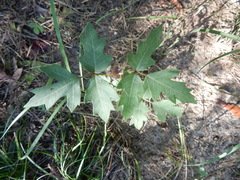 Toxicodendron radicans verrucosum