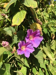 Ipomoea indica