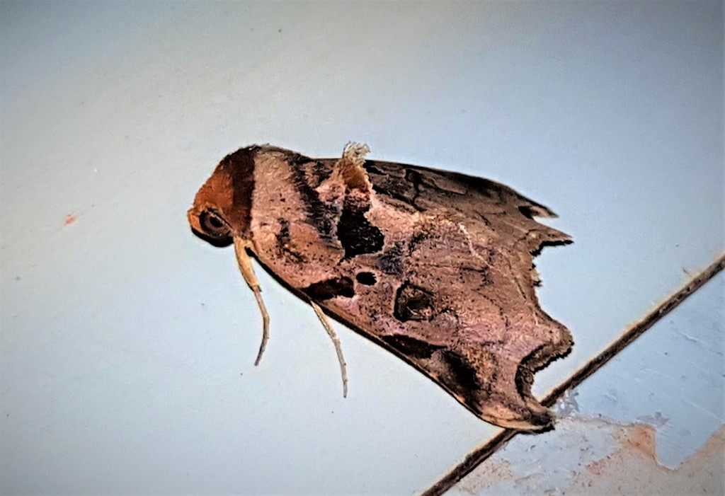 Lephana excisata