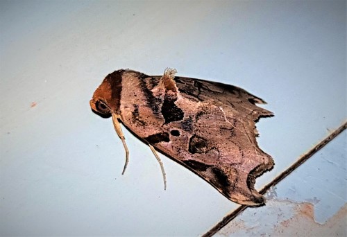 Lephana excisata