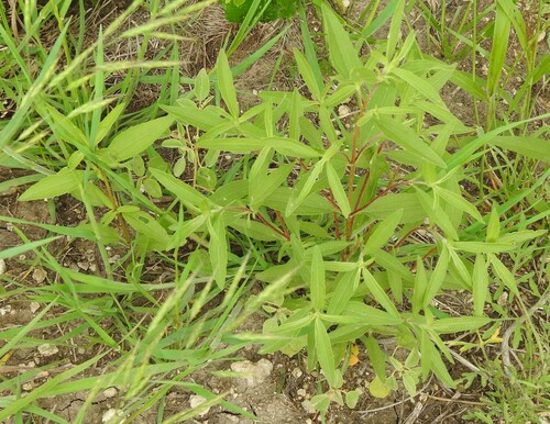 Image of Iva angustifolia by (c) saltyhiker, some rights reserved (CC BY)