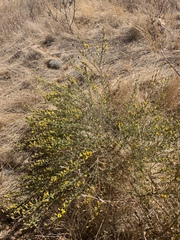 Holocarpha virgata virgata