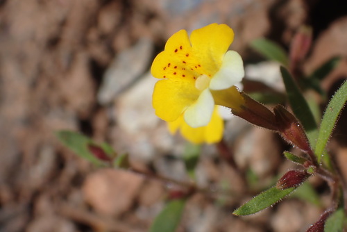 Image of Erythranthe bicolor by no rights reserved