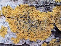 Xanthoriicola physciae