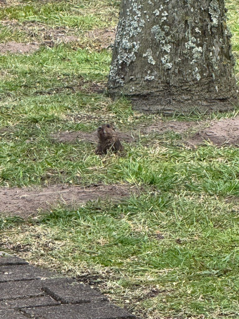Tiny Tuco-tuco