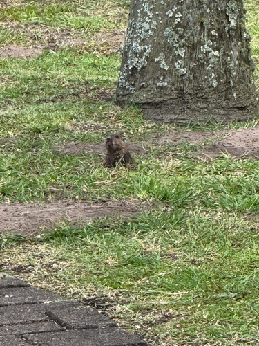 Tiny Tuco-tuco