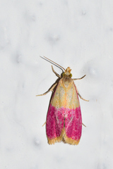 Cochylis rosaria