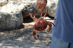 Carpilius corallinus
