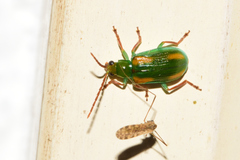 Diabrotica porracea
