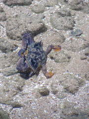 Callinectes marginatus