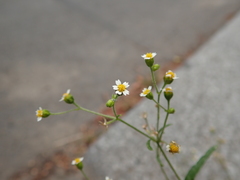 Galinsoga quadriradiata