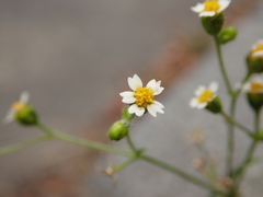 Galinsoga quadriradiata