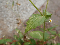 Galinsoga quadriradiata