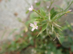 Epilobium parviflorum