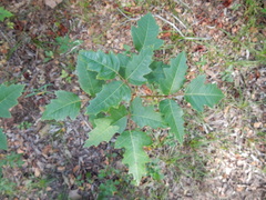 Toxicodendron radicans verrucosum