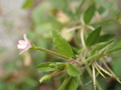 Epilobium parviflorum