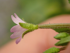 Epilobium parviflorum