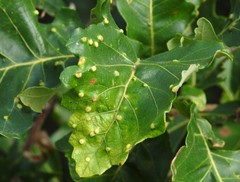 Neuroterus floccosus