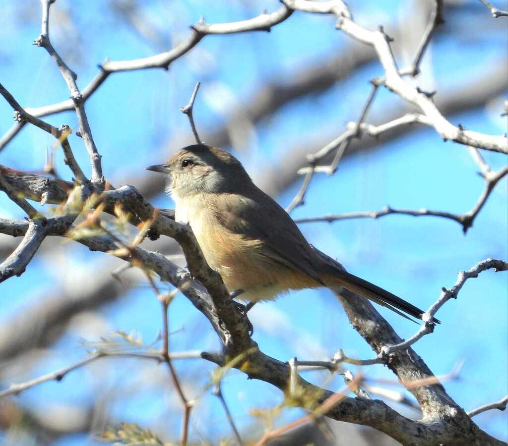 Patagonian Canastero
