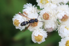 Ancistrocerus albolacteus