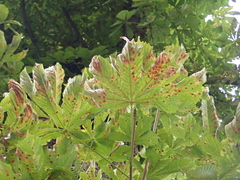 Aesculus hippocastanum