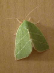 Bena bicolorana
