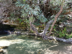 Cussonia paniculata sinuata