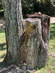 Proceratium crassicorne