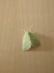 Bena bicolorana
