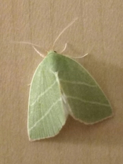 Bena bicolorana