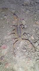 Centruroides exilicauda