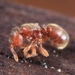Fat Curltail Ant - Photo (c) Jane Waters, some rights reserved (CC BY-NC-SA), uploaded by Jane Waters