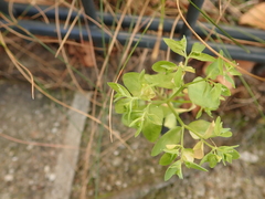 Euphorbia peplus