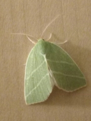 Bena bicolorana