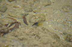 Stegastes leucostictus
