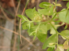 Euphorbia peplus