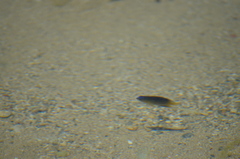 Stegastes leucostictus