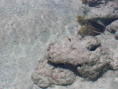 Stegastes leucostictus