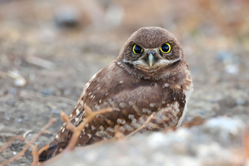 Burrowing Owl, photo 2 of 8