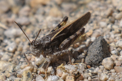 Cratypedes neglectus