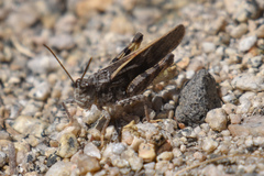 Cratypedes neglectus