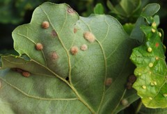 Neuroterus floccosus