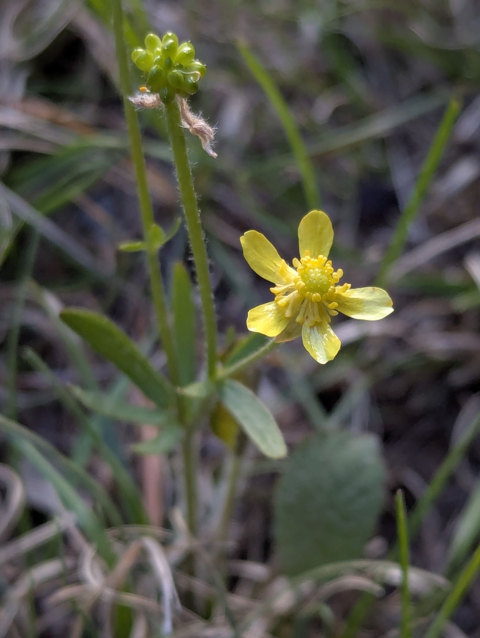 Ranunculus rhomboideus