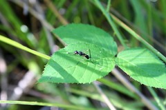 Taeniaptera trivittata