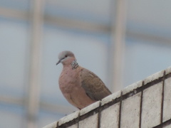 Streptopelia chinensis