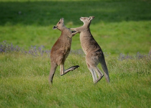Eastern Grey Kangaroo, photo 8 of 10