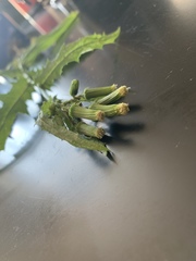 Erechtites hieraciifolius
