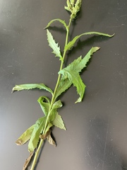 Erechtites hieraciifolius