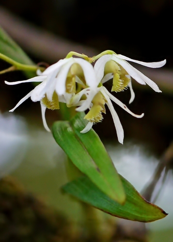 Tiny Dendrobium