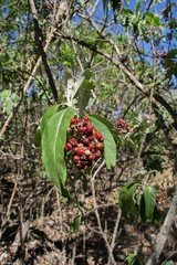 Solanum giganteum